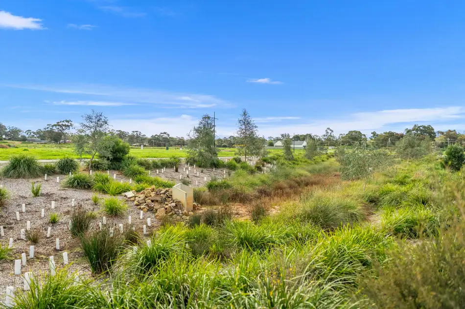 Native plantings and new trees established through the estate's open space